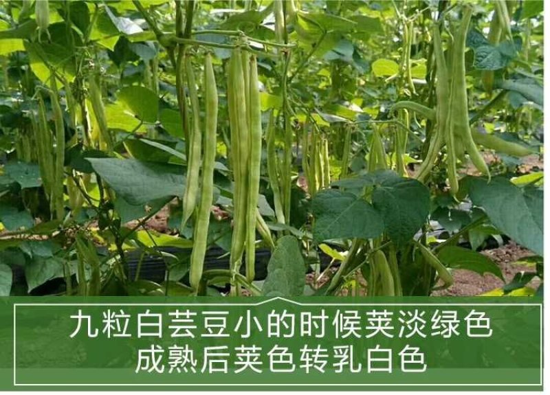 九粒白芸豆种子春季四季播豆抗病高产