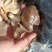 黑平菇，盐渍黑平菇