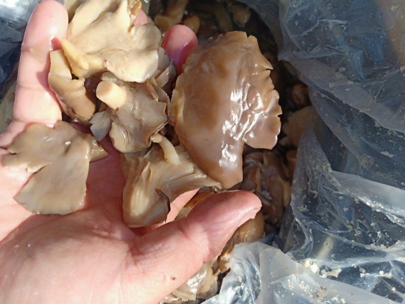 黑平菇，盐渍黑平菇