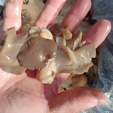 黑平菇，盐渍黑平菇