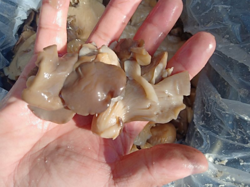 黑平菇，盐渍黑平菇