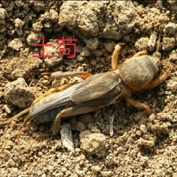 土苟仔罐头蝼蛄罐头开盖即食26.8元