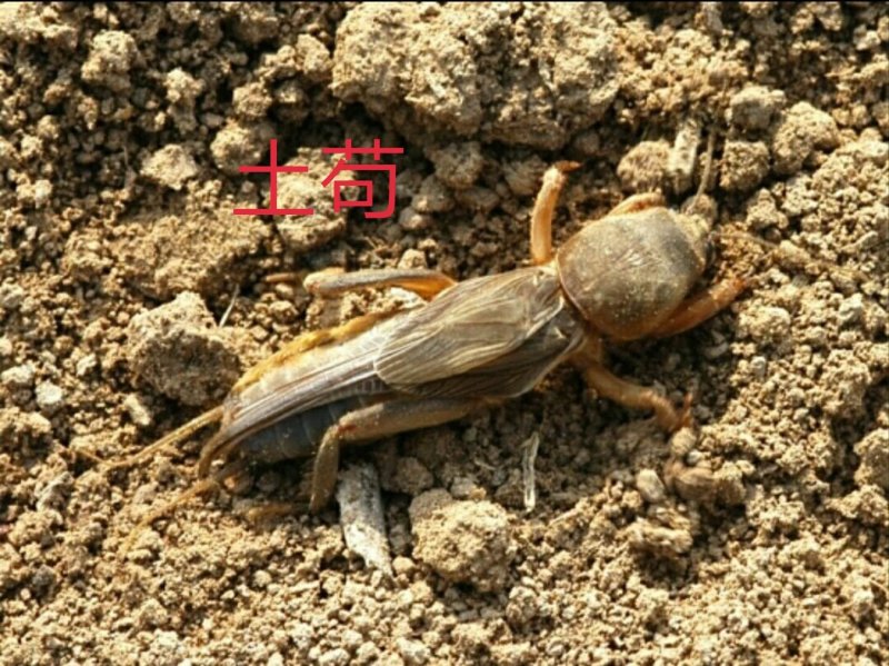 土苟仔罐头蝼蛄罐头开盖即食26.8元