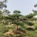 油松