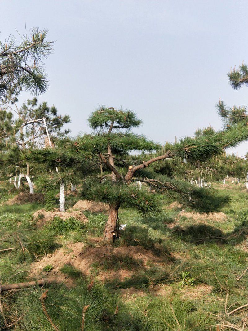 油松