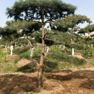 油松