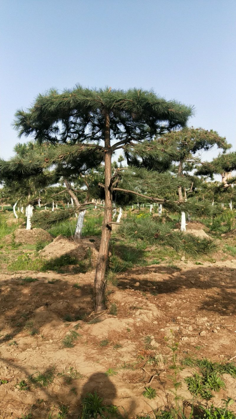油松