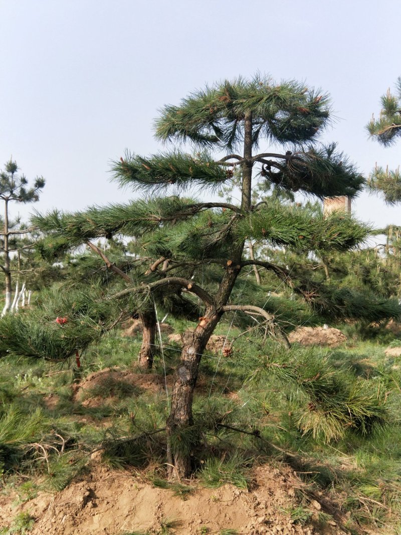 油松