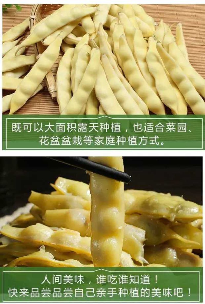 红黄金钩东北油豆角种子四季豆芸豆种子