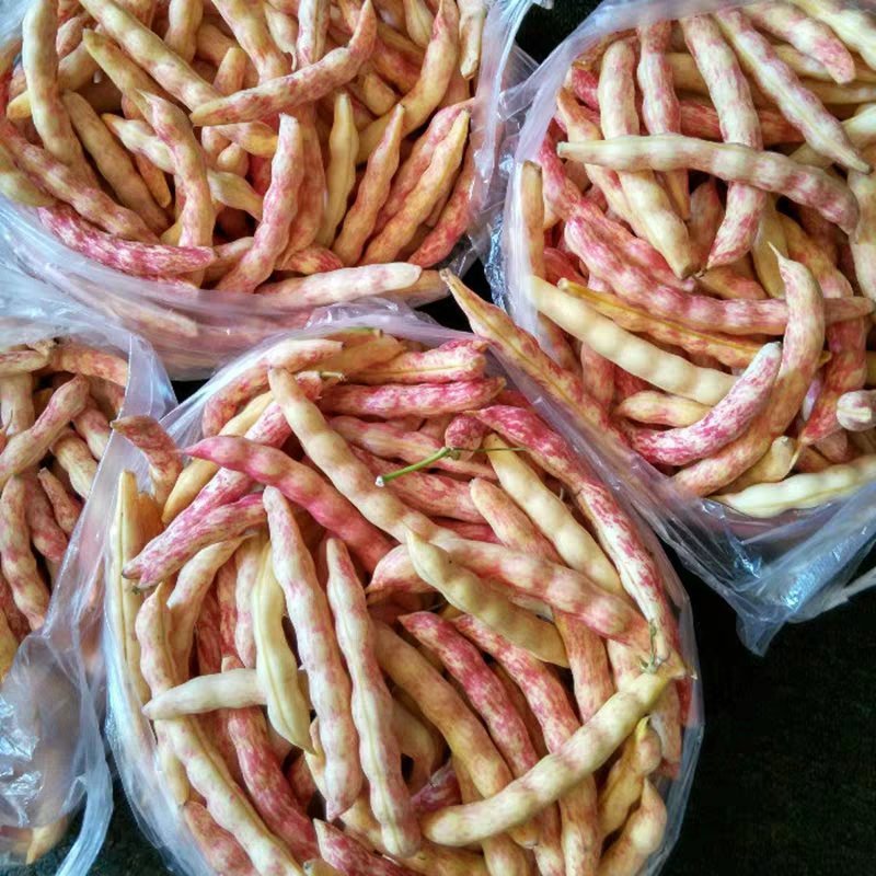 红黄金钩东北油豆角种子四季豆芸豆种子