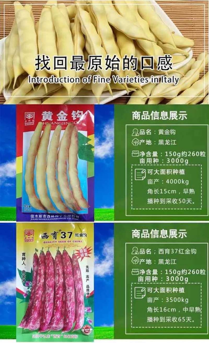 红黄金钩东北油豆角种子四季豆芸豆种子