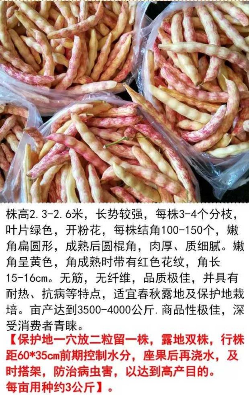 红黄金钩东北油豆角种子四季豆芸豆种子