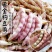 红黄金钩东北油豆角种子四季豆芸豆种子
