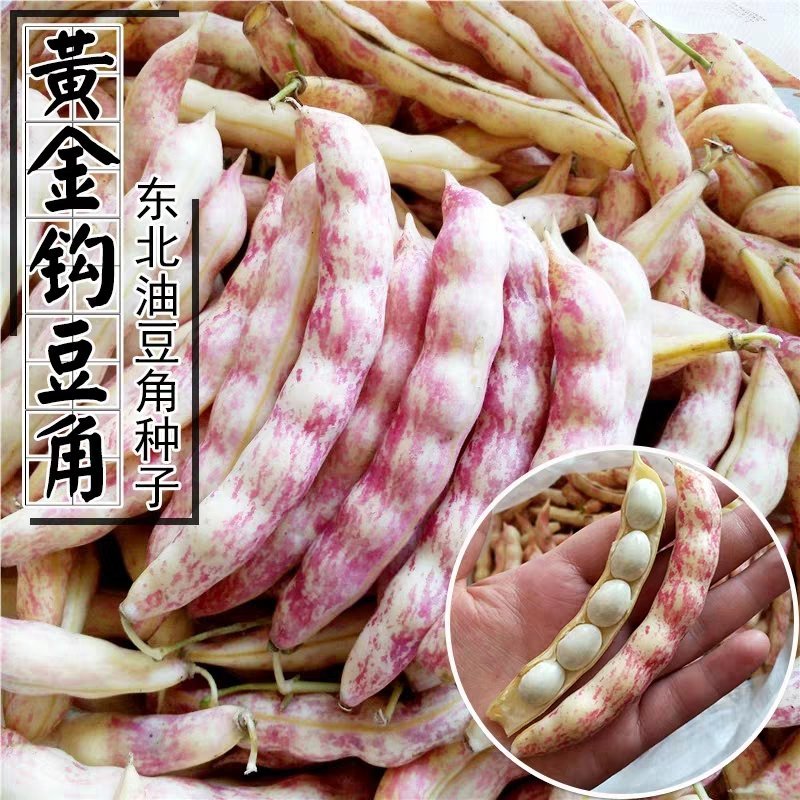 红黄金钩东北油豆角种子四季豆芸豆种子
