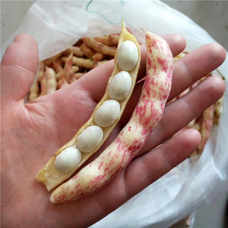 红黄金钩东北油豆角种子四季豆芸豆种子