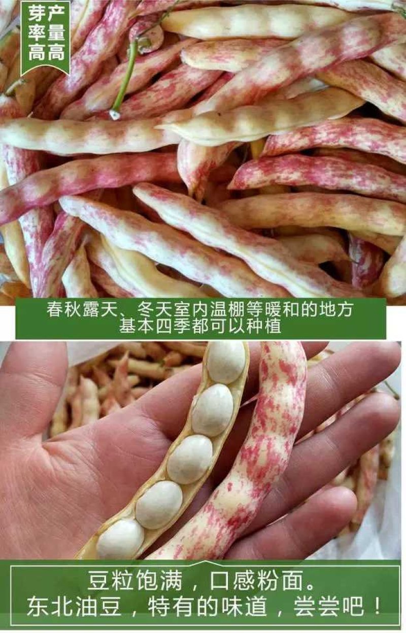 红黄金钩东北油豆角种子四季豆芸豆种子