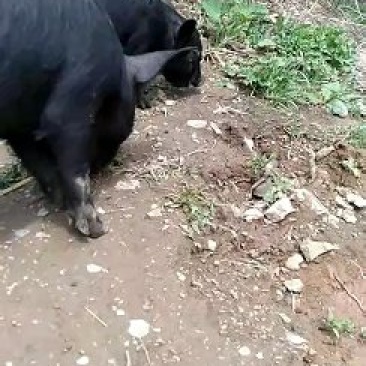 香猪土黑猪