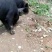 香猪土黑猪