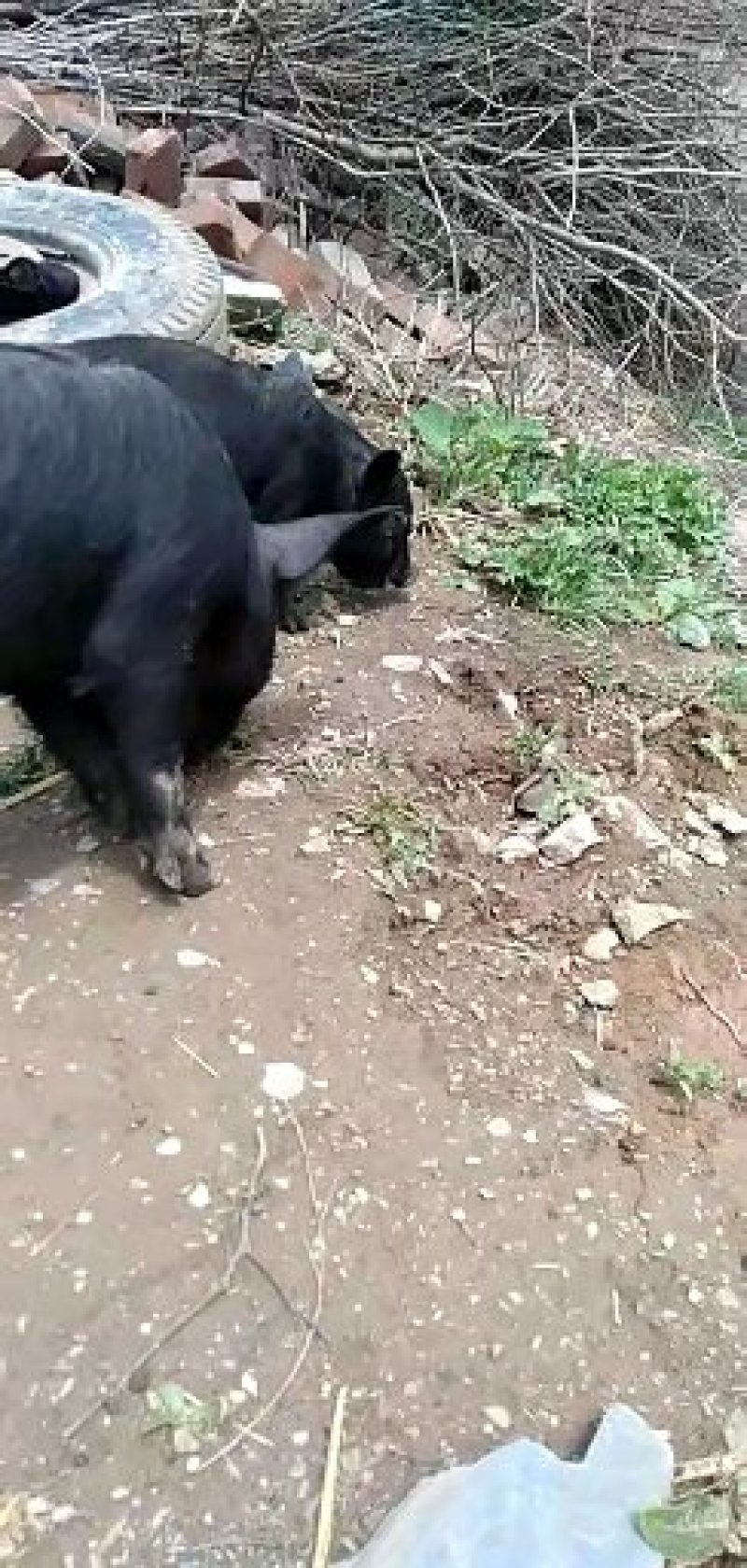 香猪土黑猪