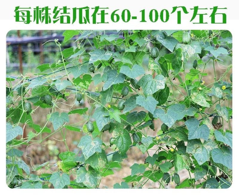 拇指西瓜种子西瓜种籽春季秋迷你