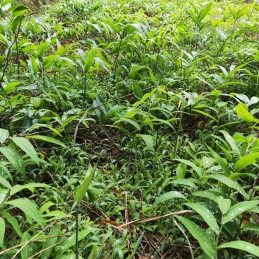 姜形多花甜黄精苗，芽孢完好