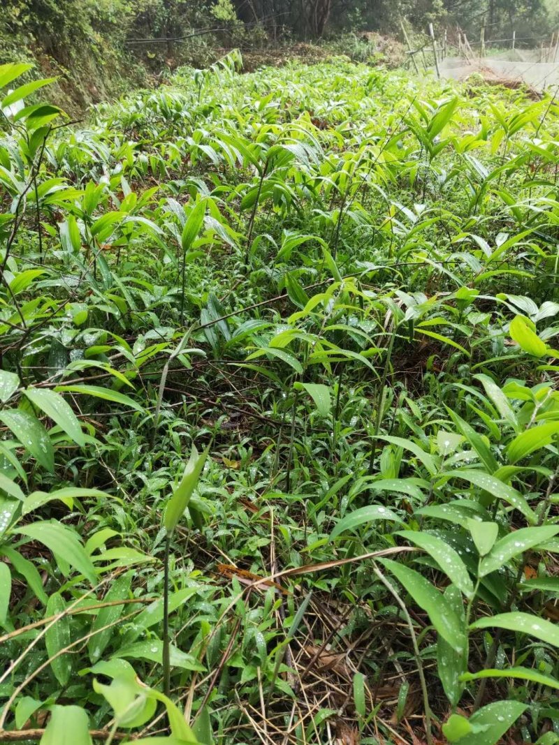 姜形多花甜黄精苗，芽孢完好