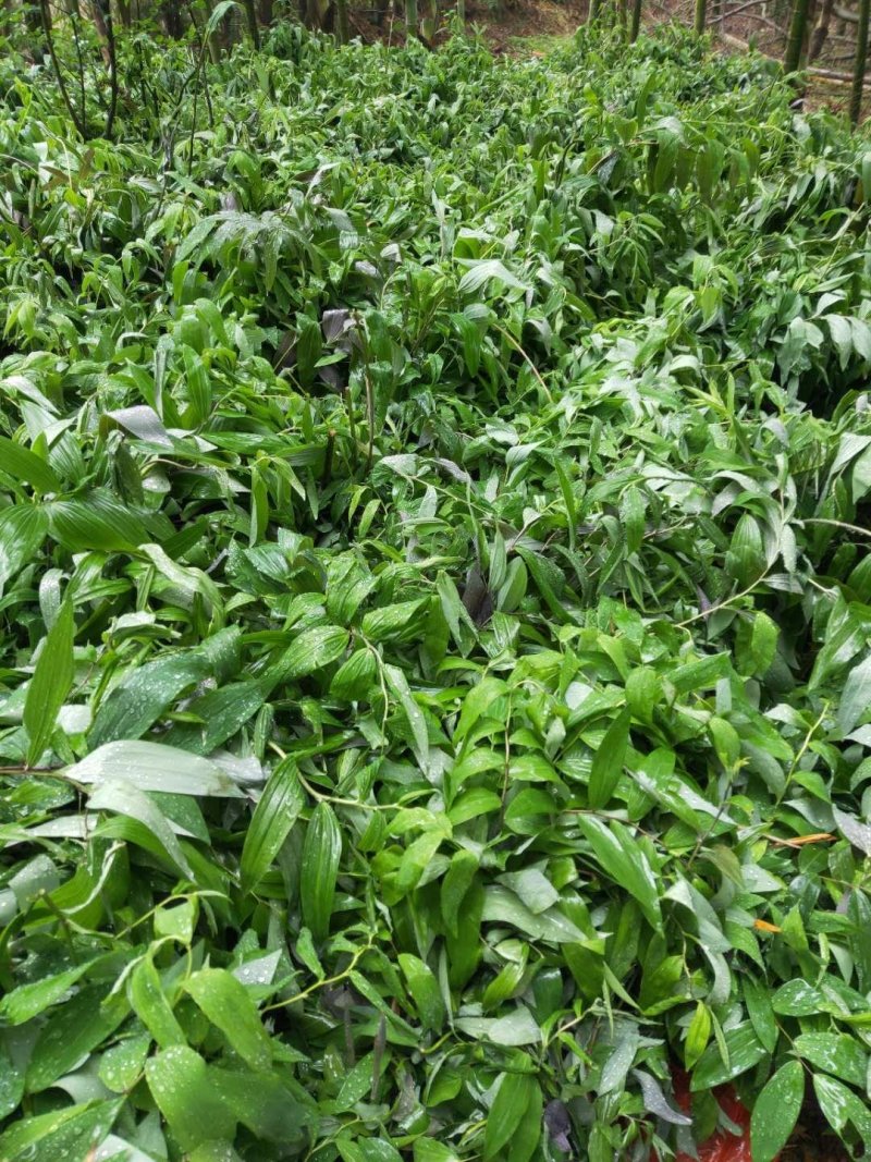 姜形多花甜黄精苗，芽孢完好