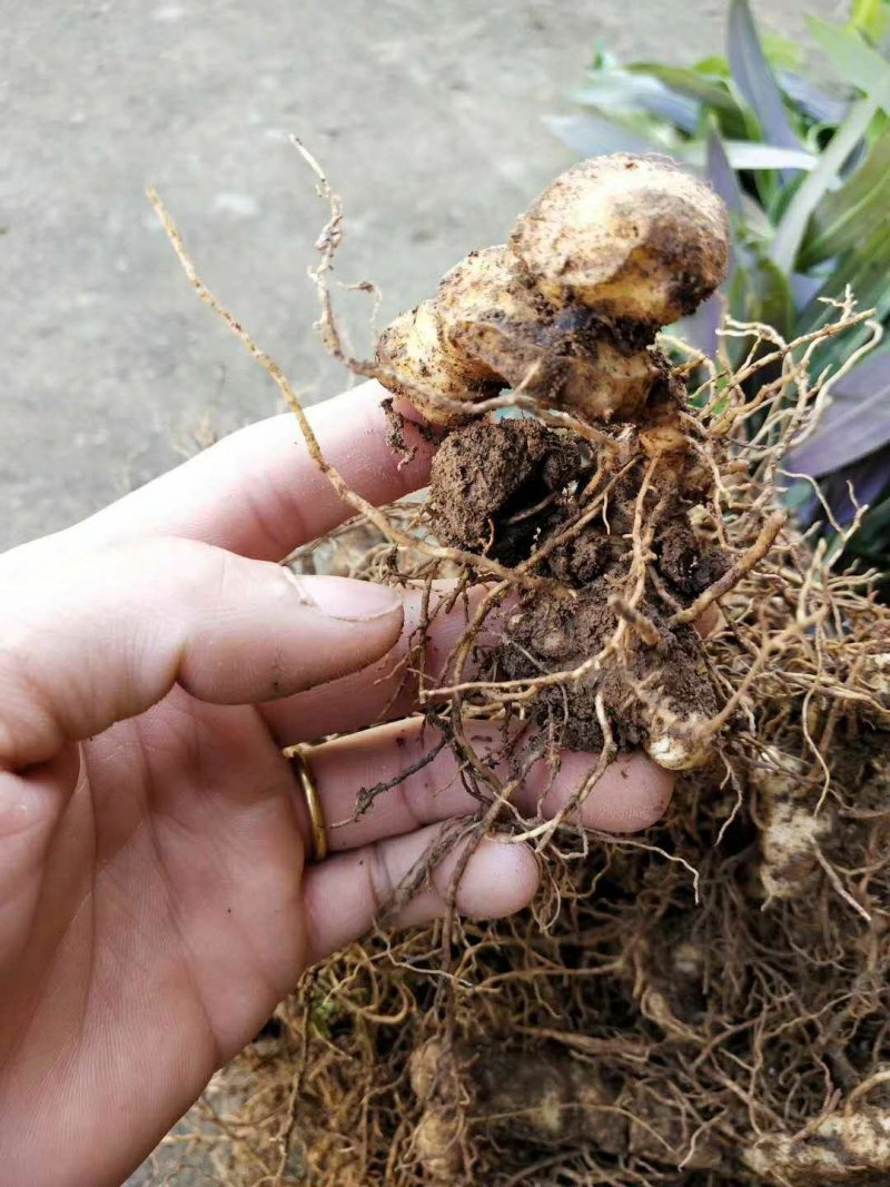 姜形多花甜黄精苗，芽孢完好
