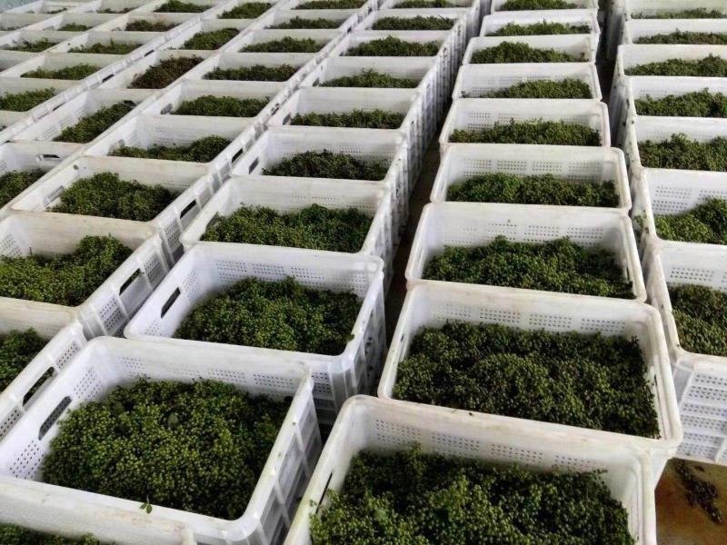 新料熟胶花椒筐水果筐蔬菜筐塑料筐厂家批发