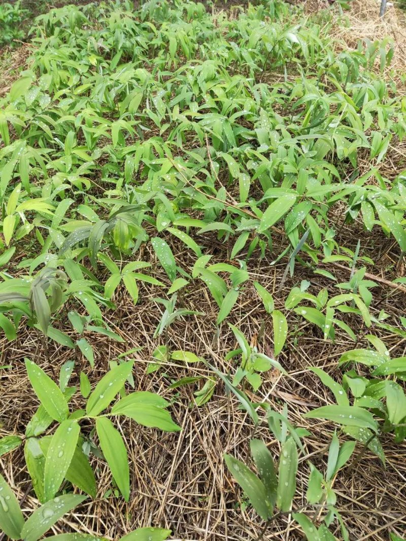 野生姜形倒苗甜黄精苗
