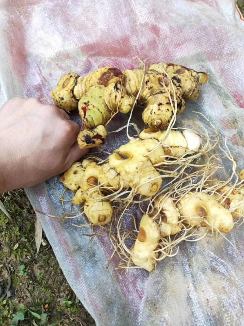 姜形甜黄精，多花甜黄精鲜货