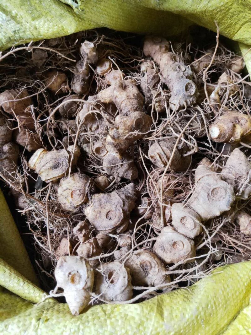 姜形甜黄精，多花甜黄精鲜货