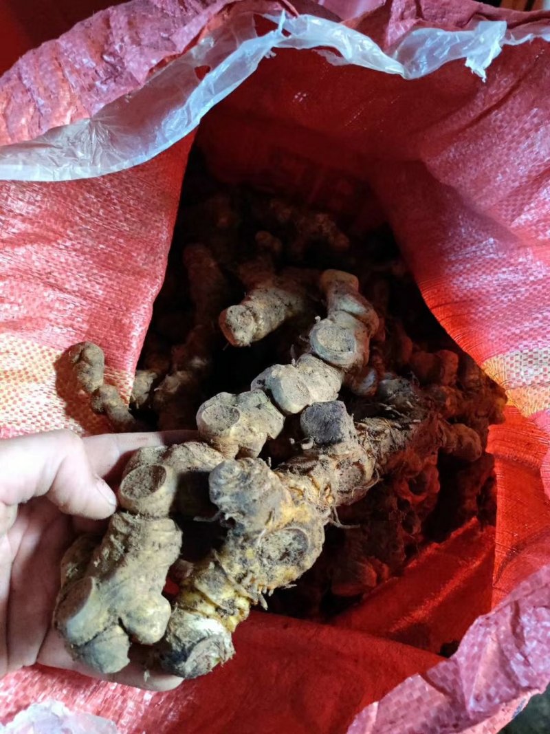 姜形甜黄精，多花甜黄精鲜货