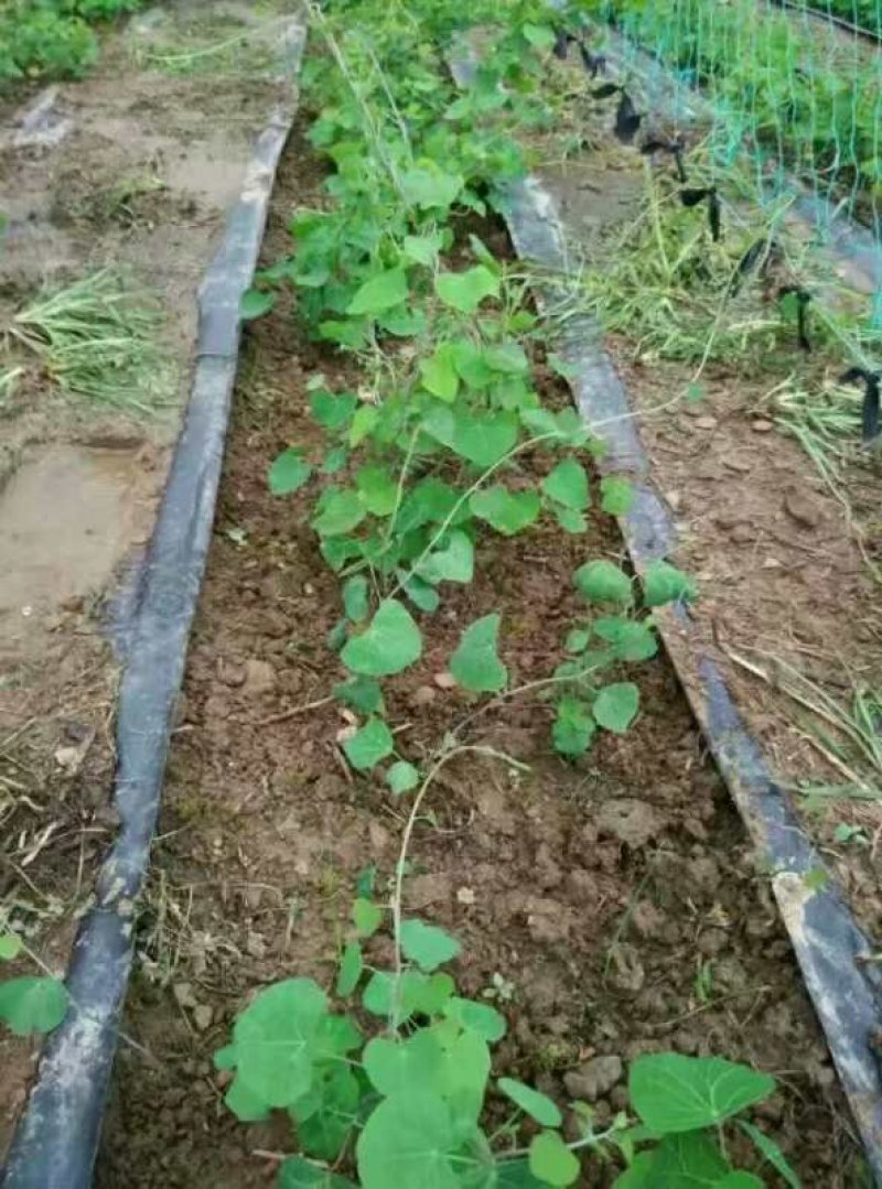 江西粉防己苗，独木香苗，汉防己苗，防己苗
