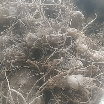 黄精