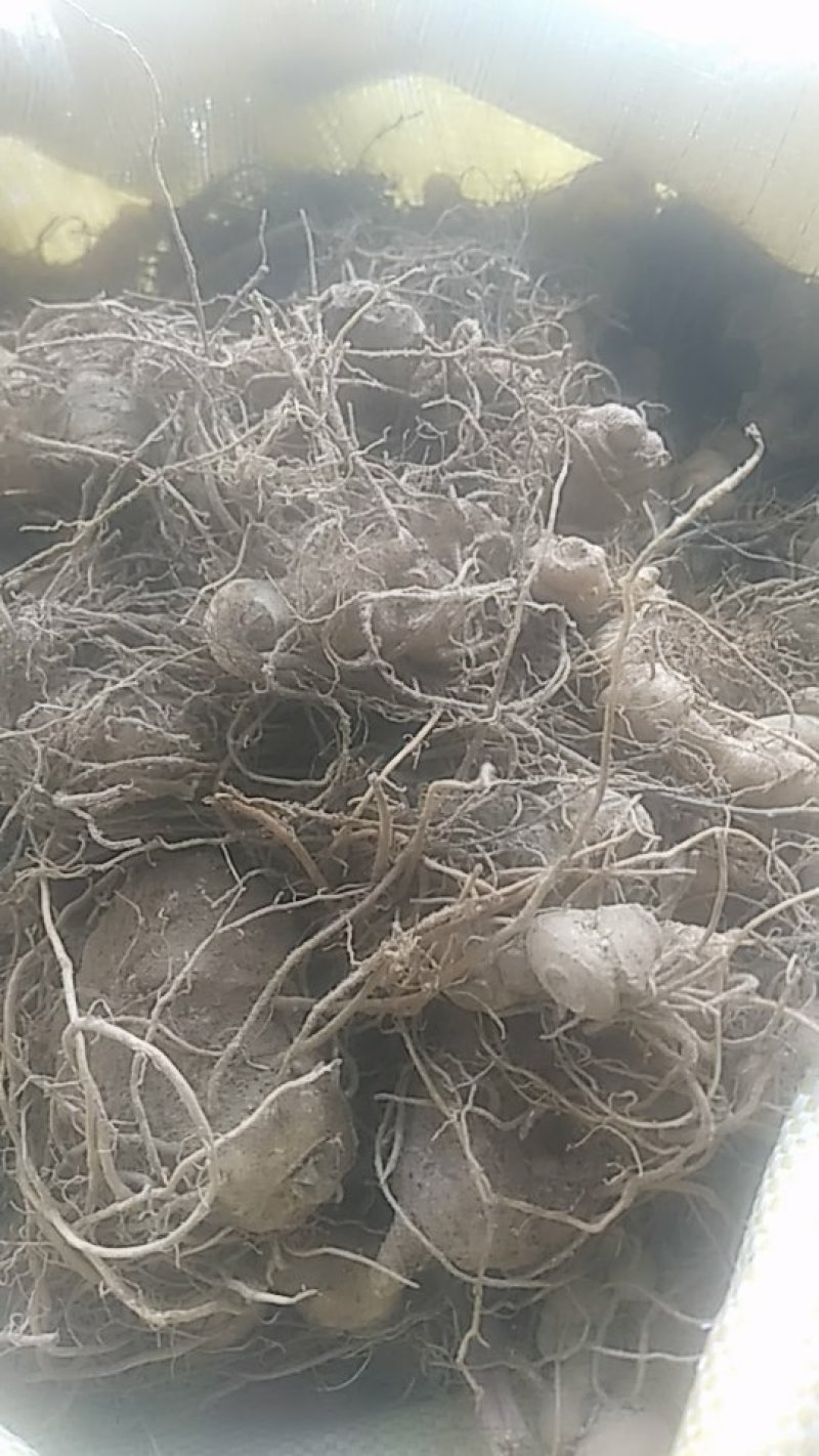 黄精
