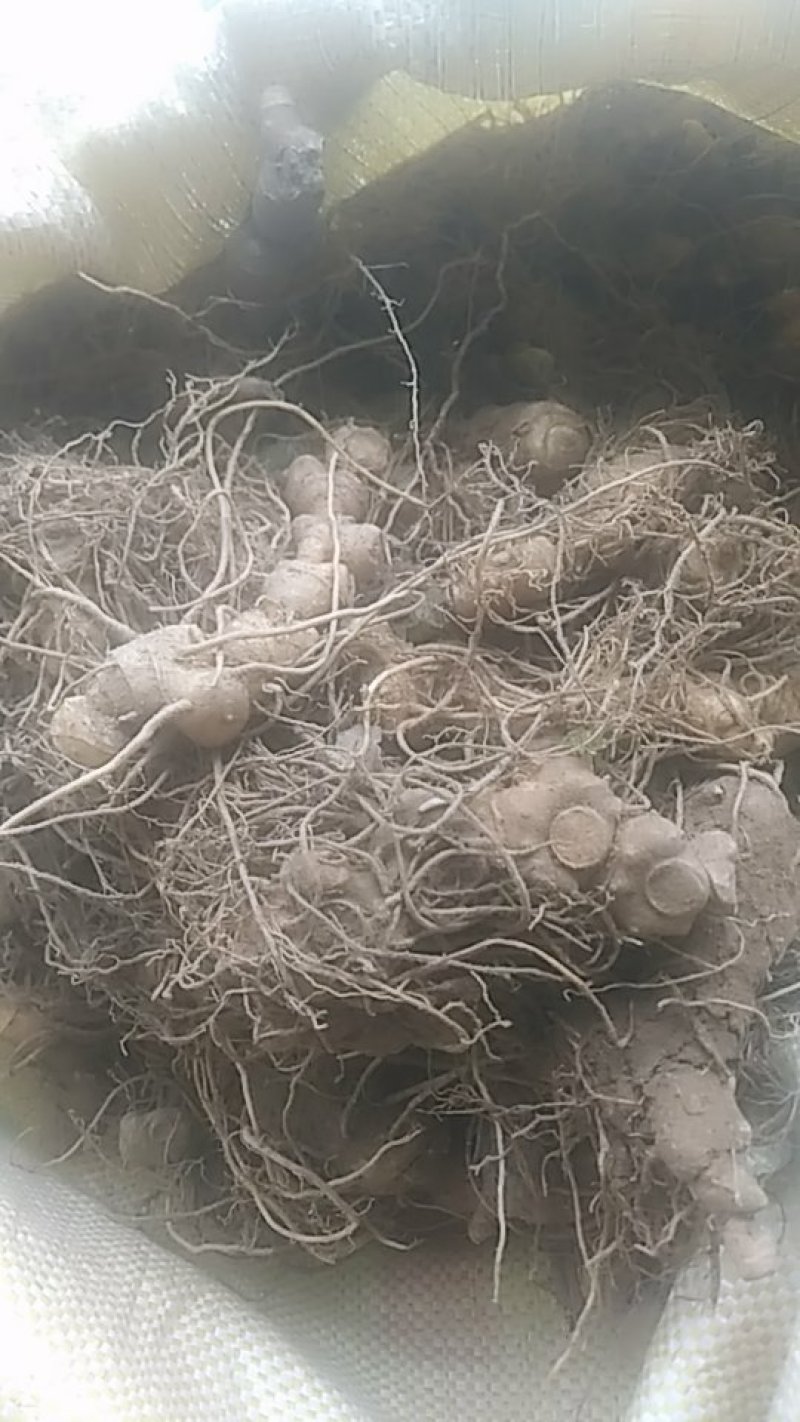 黄精