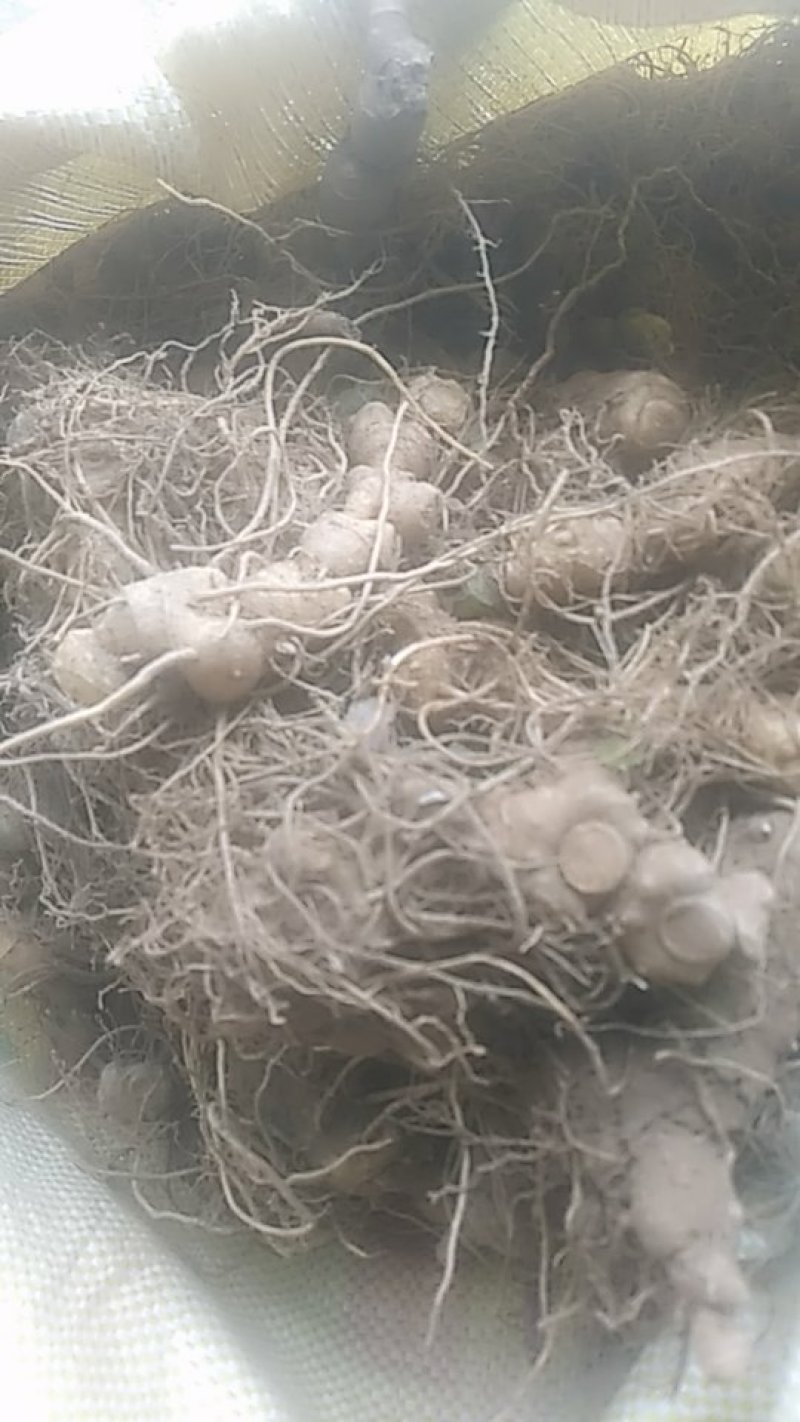 黄精