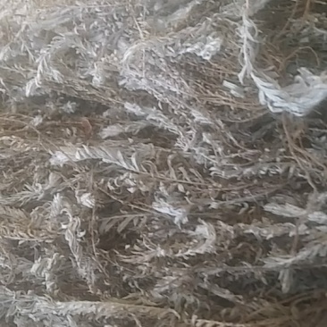 有好货，茵陈白头翁浙江产，产地直销包邮全野生