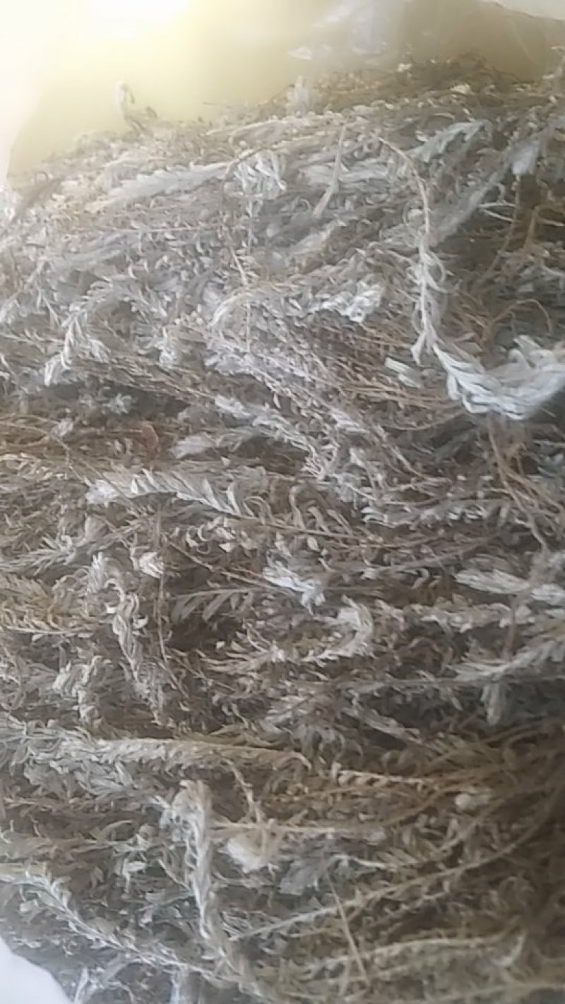 有好货，茵陈白头翁浙江产，产地直销包邮全野生