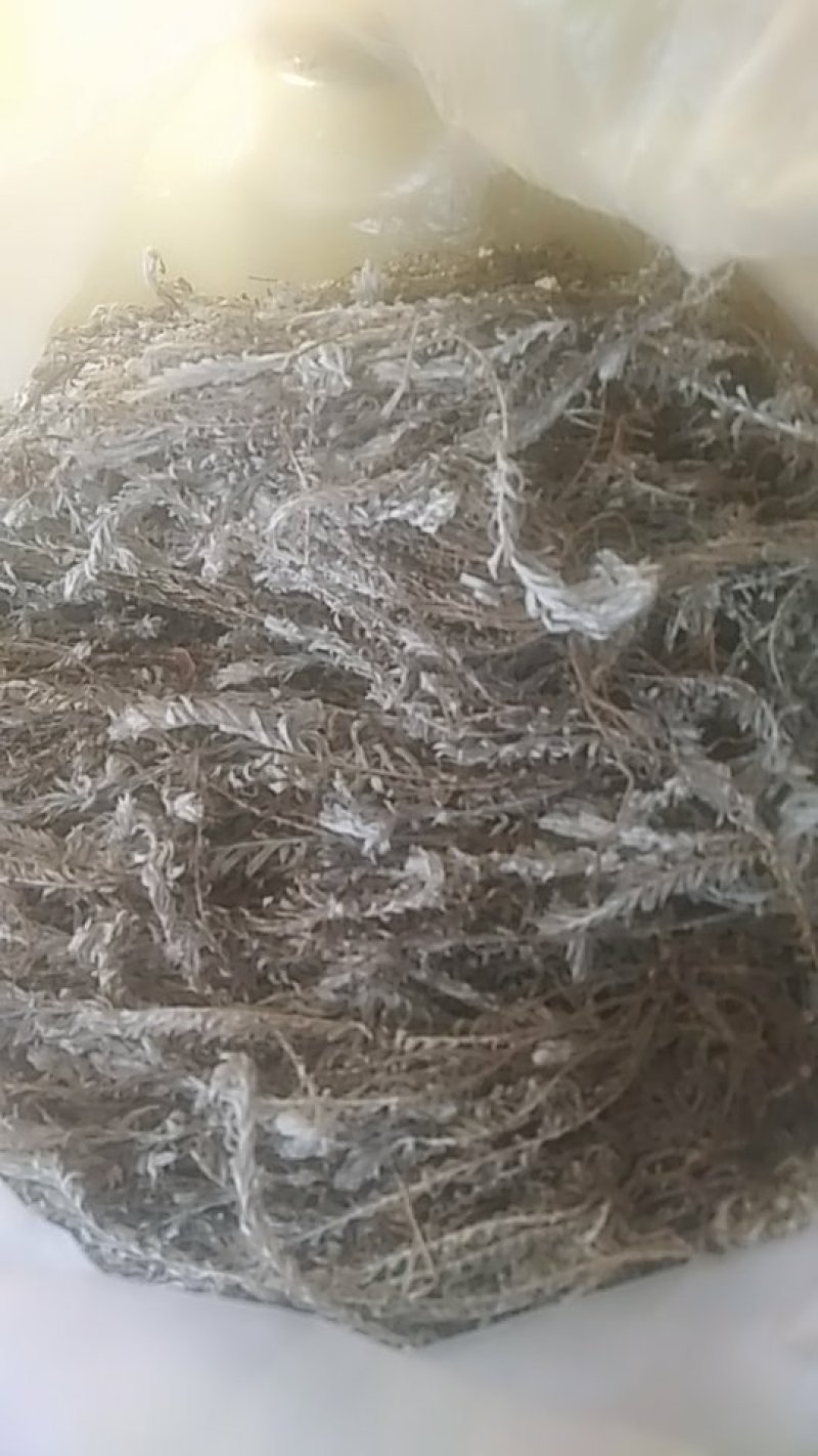 有好货，茵陈白头翁浙江产，产地直销包邮全野生
