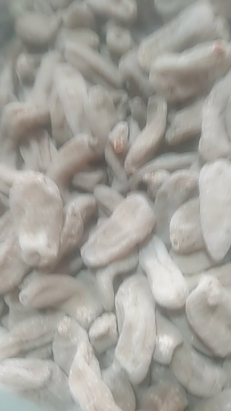 天麻