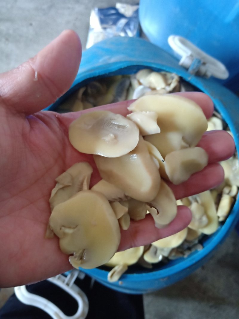 口蘑，盐渍口蘑