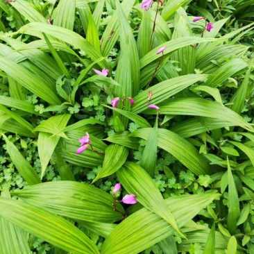 紫花三叉白芨大苗，高产，分株快