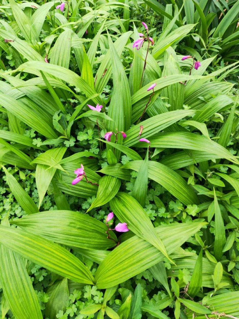 紫花三叉白芨大苗，高产，分株快
