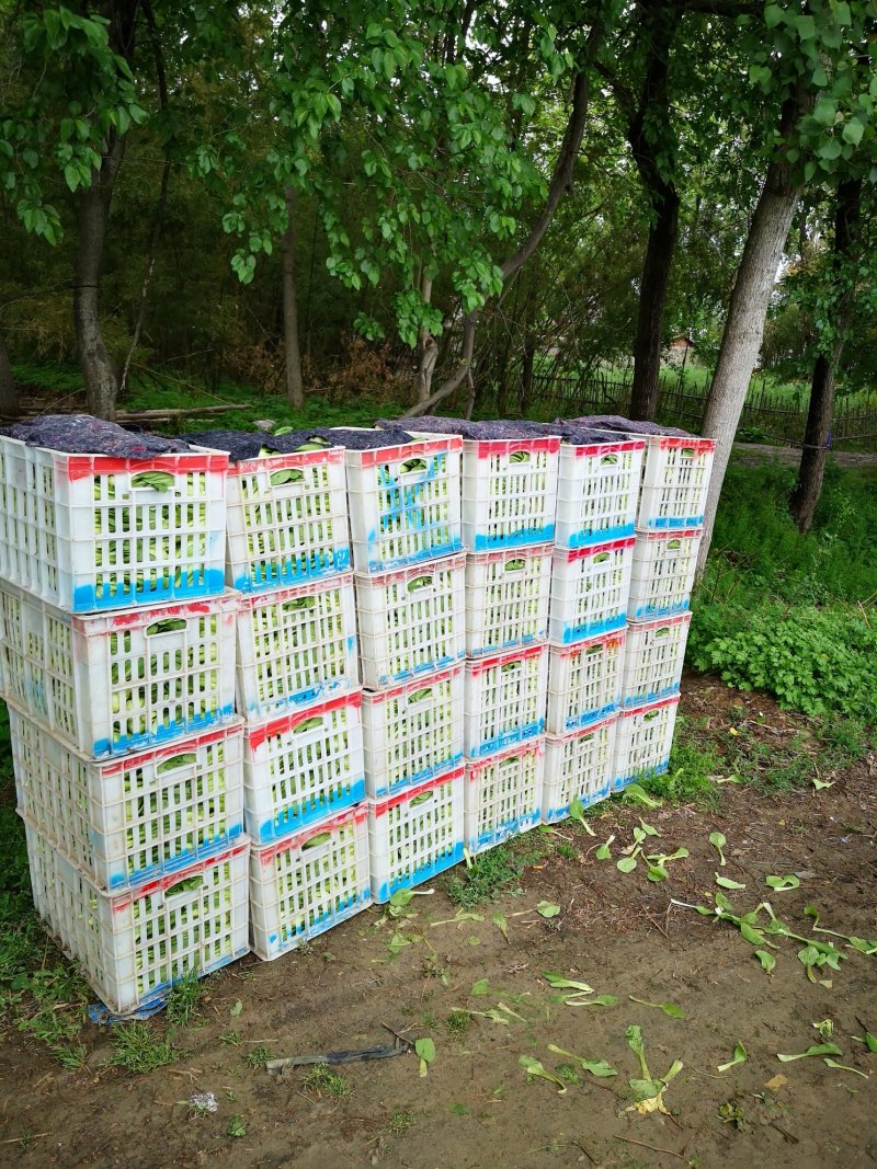上海青大批量供货