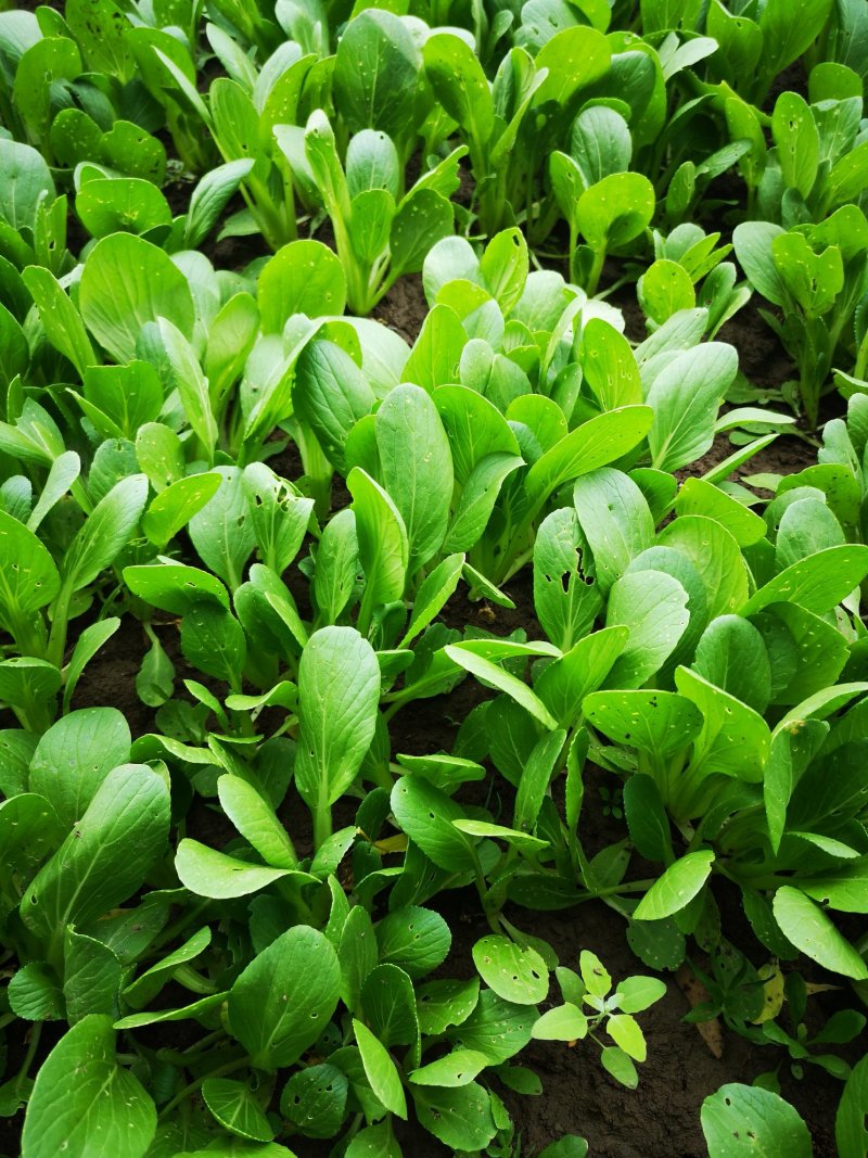 上海青大批量供货