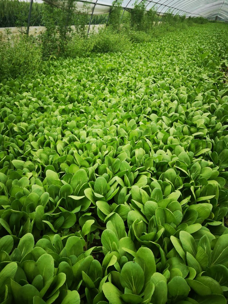 上海青大批量供货