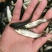 草鱼苗，渔场直发，提供技术，量大优惠欢迎新老客户前来合作
