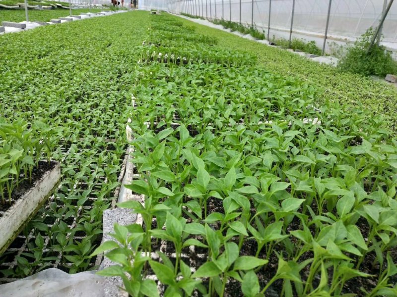 大棚骨架草莓大棚热镀锌管质保12年厂家直销
